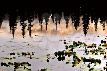 Water Lilly leaves and reflection of Lodgepole Pines
