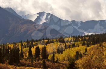 Autumn colored Aspens amongst Lodgepole Pines