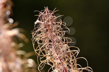 Fireweed in Northern British Columbia Canada