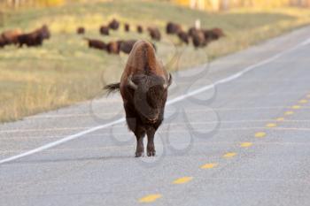Buffalo on Alaska Highway