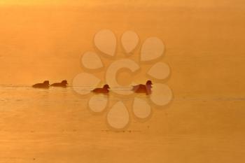 Ducks on pond at sunset