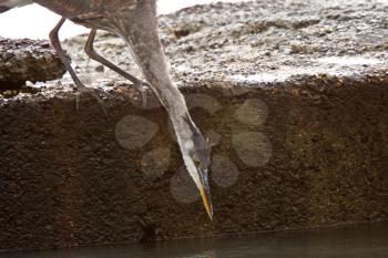 Great Blue Heron on rock at Prince Rupert seaside