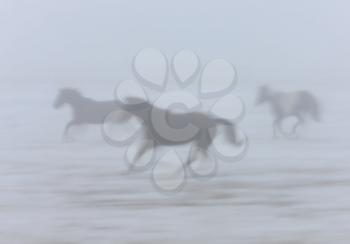 Horses Running in the Fog Mist Saskatchewan Canada