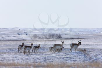 Antelope in Winter Canada