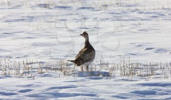 Sharp Tailed Grouse in Winter Saskatchewan