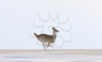 Deer running in Winter