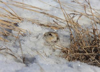 Prairie Dog in Snow Canada