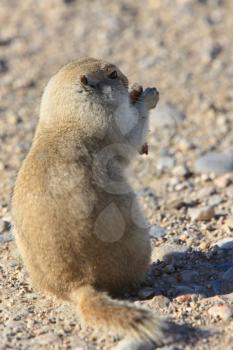 Prairie Dog  Canada