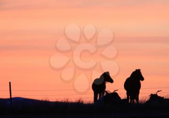 Sunset Horses in Prairie Canada