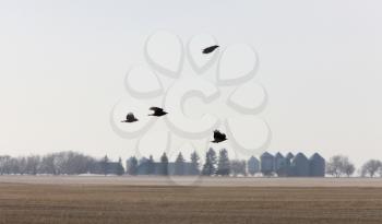 Crows in Flight Saskatchewan Canada