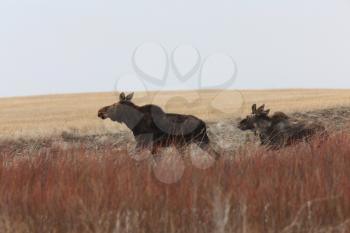 Cow and 2 Calf Moose in Field Saskatchewan Canada
