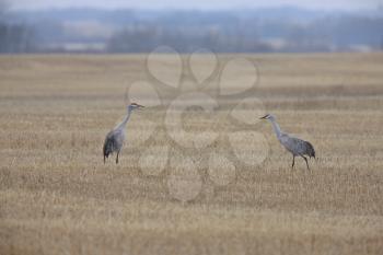 Sandhill Cranes in Spring Saskatchewan Canada