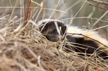 Young Skunk in the Grass Saskatchewan Canada