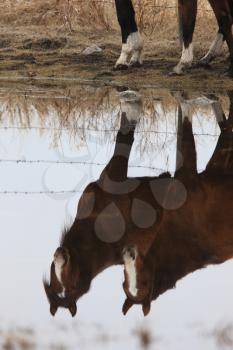 Horses in Pasture Canada Reflection