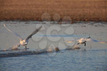Swans Taking off in Flight Saskatchewan Canada