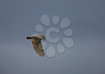 Great Horned Owl in Flight Saskatchewan Canada