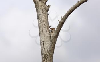 Northern Flicker in Tree Saskatchewan Canada