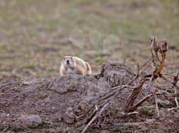 Prairie Dog in the Grasslands Saskatchewan
