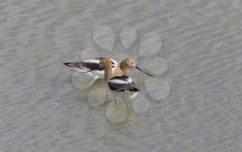 Avocets in Water Canada