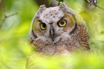  Great Horned Owl fledgling perched in tree