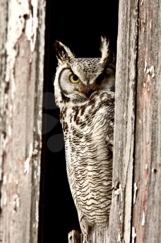  Great Horned Owl perched in barn window