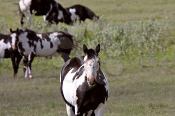 Pinto horses in Saskatchewan pasture