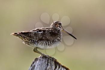 Common Snipe perched on fence post