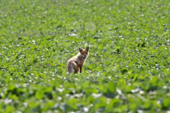 Young red fox in Saskatchewan field