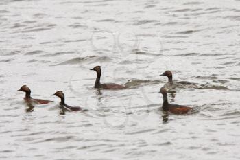 Grebes swimming in Manitoba waters
