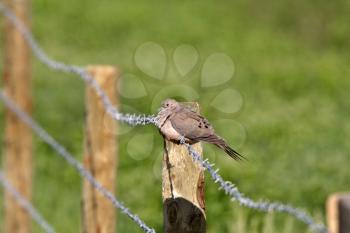Mourning Dove perched on wire