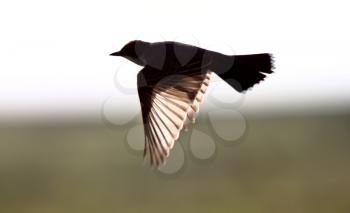 Eastern Kingbird in flight
