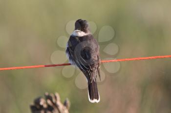 Eastern Kingbird perched on wire
