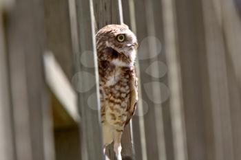 Burrowing Owl perched on fence