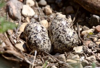 Well camouflaged Killdeer eggs