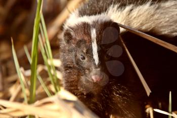 Striped Skunk in marsh