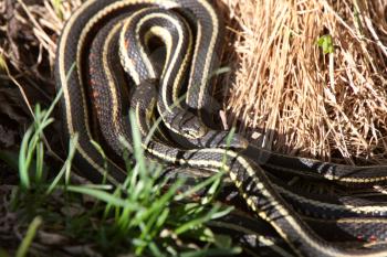 Garter Snakes mating