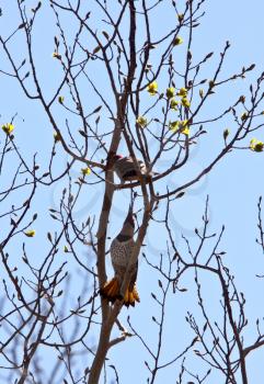 Two Northern Flickers in tree