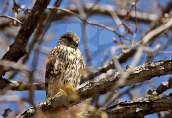 Gyrfalcon perched in tree