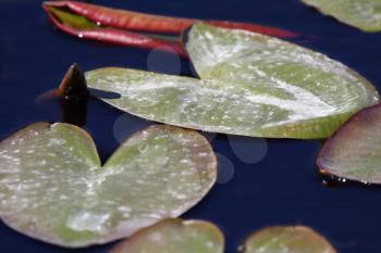 Water Lily leaves on Northern Manitoba lake