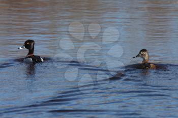 Pair of Ring necked Ducks in roadside pond