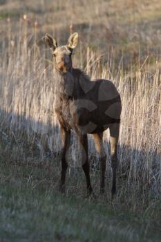 Young female moose on Hecla Island in Manitoba