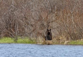 Black Bear sitting by North Manitoba lake