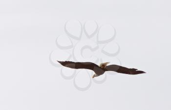 Bald Eagle in flight in Northern Manitoba
