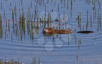 Beaver swimming in roadside pond