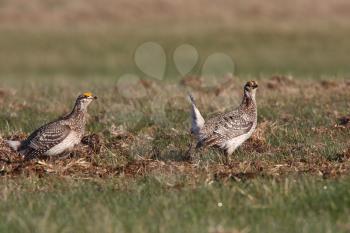 Sharp tailed Grouse at lek finding dominate male