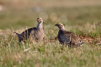 Sharp tailed Grouse at lek finding dominate male