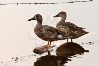 Blue winged Teals on submerged post