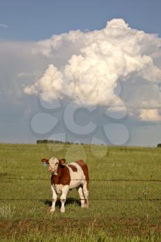 Storm clouds behind a Saskatchewan calf