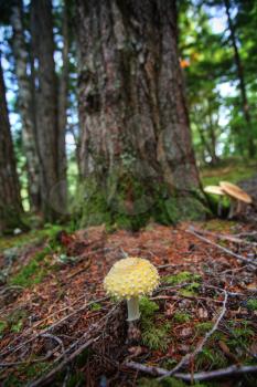 Giant mushrooms  at Kitsumkalum Provincial Park