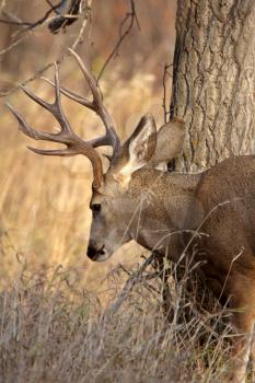 Mule Deer buck in Saskatchewan fall